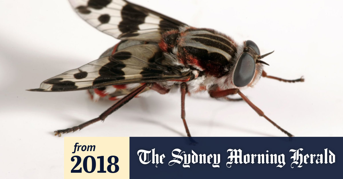 Why do we have so many flies in Australia? Here's swat's what